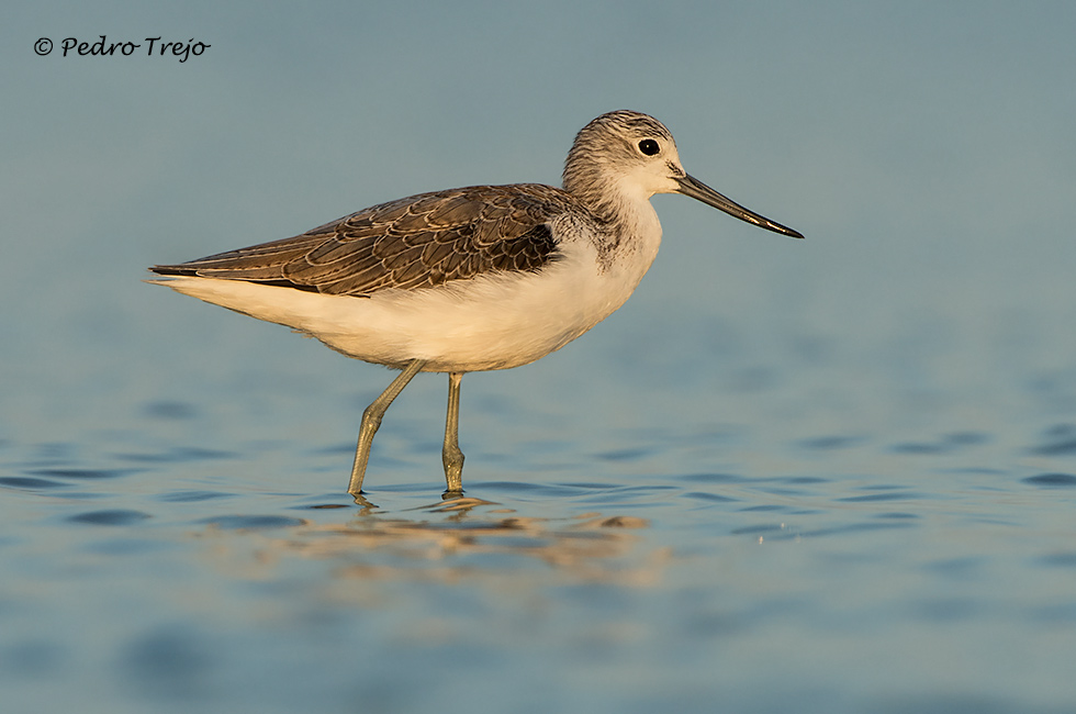 Archibebe Claro (Tringa nebularia)